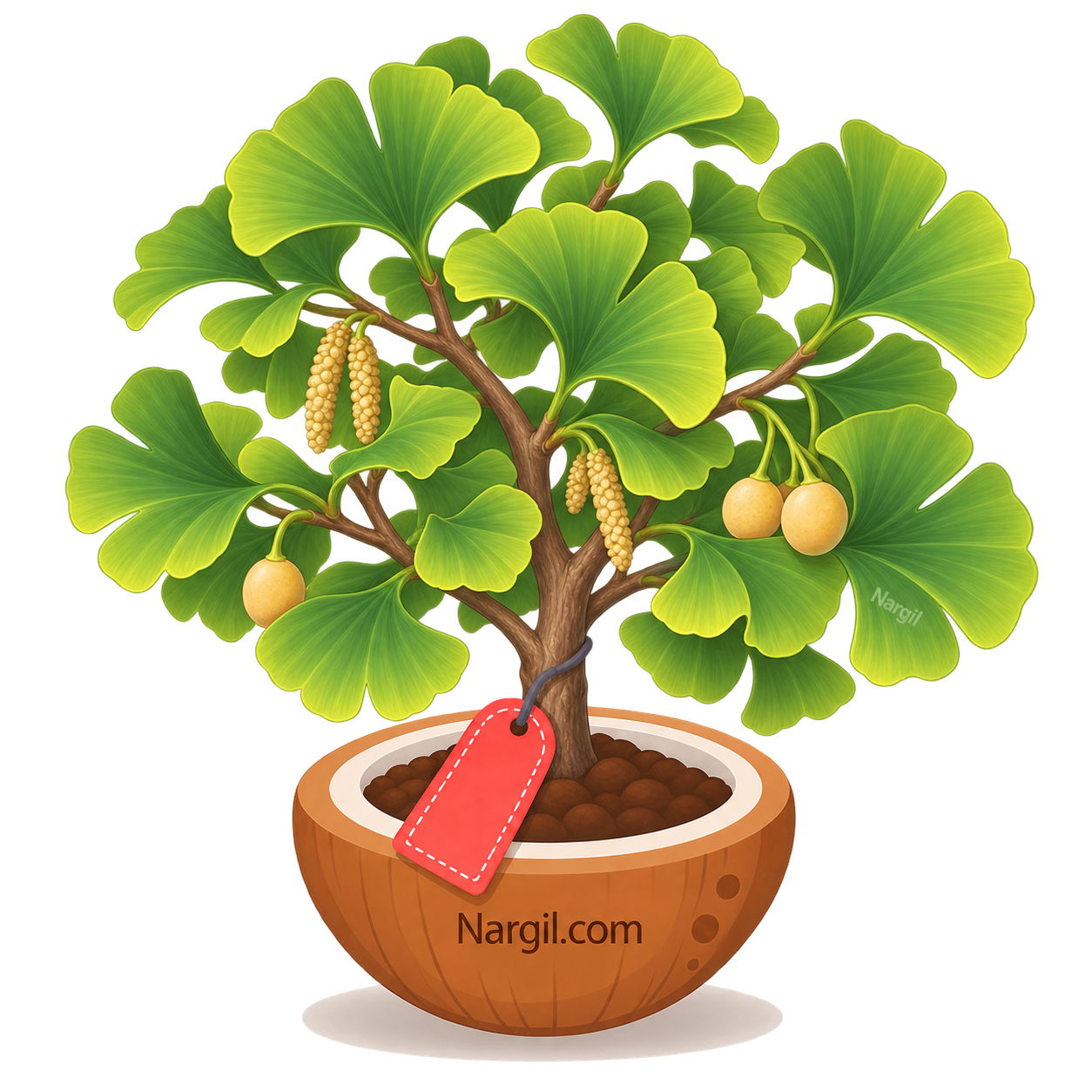 Nargil_Ginkgo Biloba